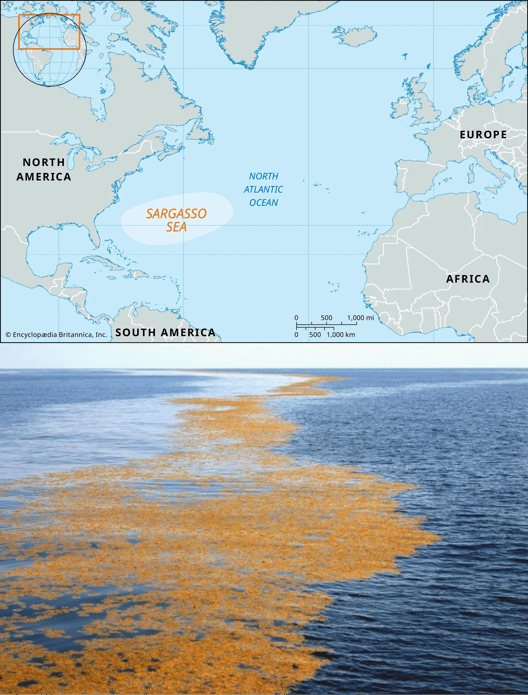 A sea adrift- Beautiful and borderless